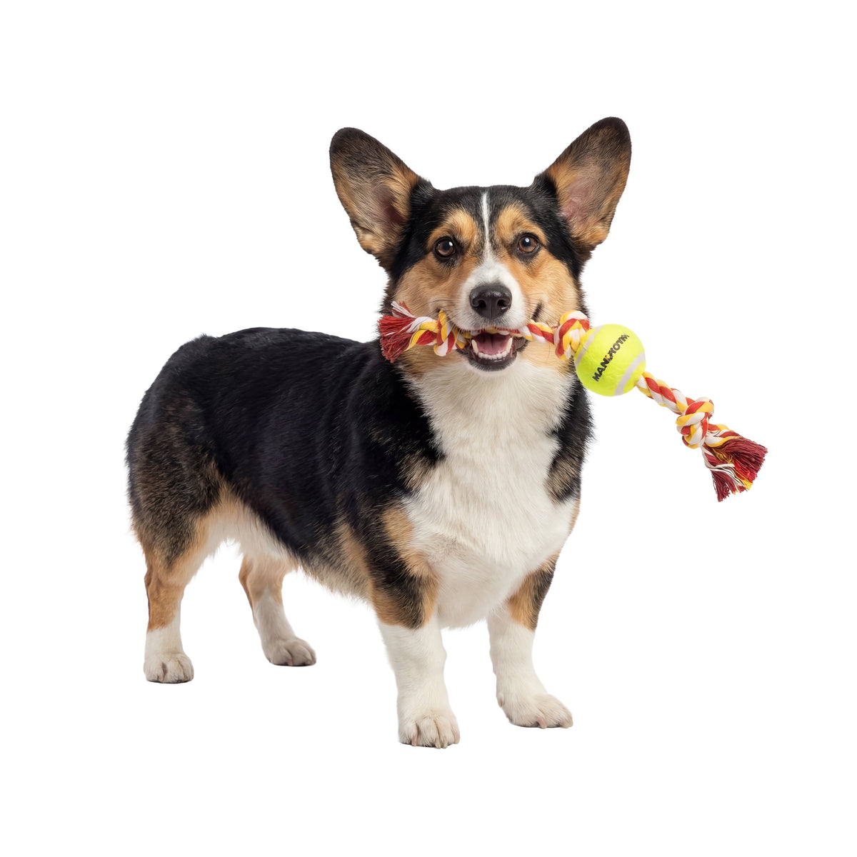 Cotton-Blend 3-Knot Tug Rope Dog Toy with Mini Tennis Ball, 11 in - Image 5